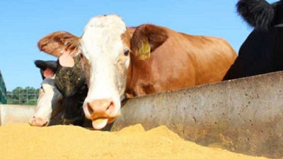 El cierre de las destilerías de etanol complica a los productores ganaderos