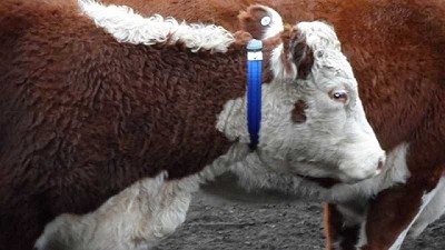 En ganadería, aplicar la tecnología evita salir de casa