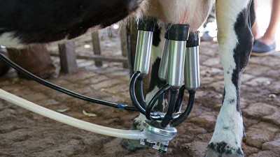 Cómo evitar la propagación del virus en la industria láctea