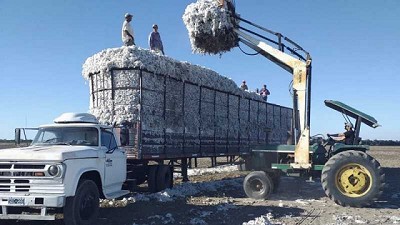 El algodón en plena cosecha: desde que sale del campo hasta ser un insumo básico para la salud