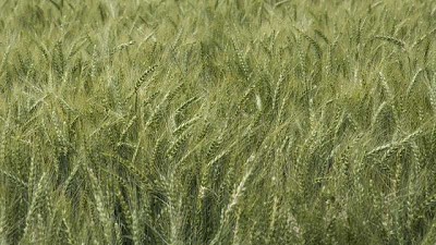 La importancia del tratamiento de semillas en los cereales de invierno