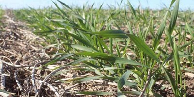 Monitoreo de plagas en el cultivo de trigo