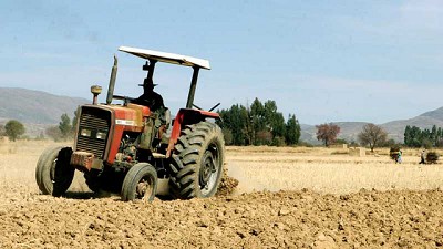 Mejora de precios hace rever las áreas de trigo