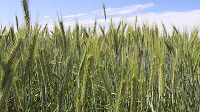 Capitalizar la experiencia: claves para el manejo de la nutrición del trigo