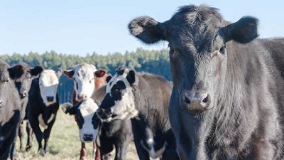 Farer dio a conocer los precios de referencia de hacienda vacuna del mes de abril en Entre Rios