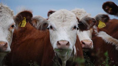 Manejo de los rodeos: qué hacer antes que comience el invierno