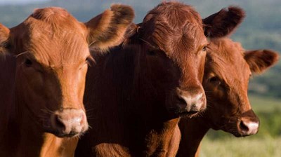 El desafío de afianzar la Cadena de Carnes, por Luís Bameule
