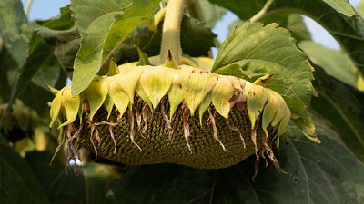 NK muestra su tecnología para girasol en el NEA