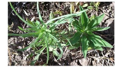 Alerta amarilla - Rama negra: posible resistencia múltiple a cuatro sitios de acción