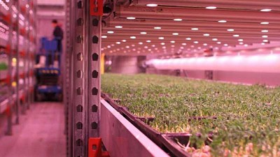 Brasil se entusiasma con la agricultura urbana