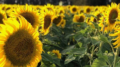 El modelo RED.IN crece en el norte girasolero