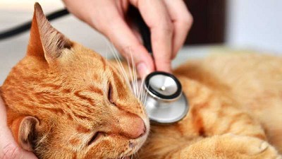 Investigadores de la Facultad de Veterinaria de la UBA, buscan identificar el Covid-19 en animales domésticos y silvestres