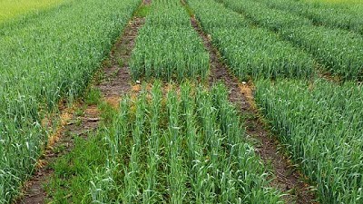 Tecnología de punta para que el trigo llegue a un nuevo récord