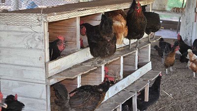 Producir huevos agroecológicos, una alternativa de reconversión