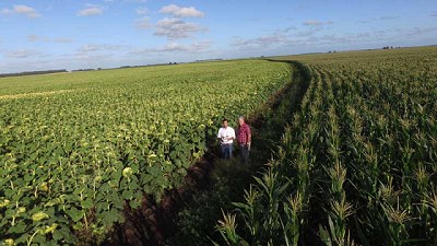 El nivel de aceite marca la pauta en girasol