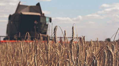 Raigrás resistente gana más terreno