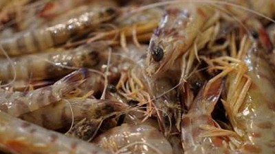 La provincia impulsó la prospección de Langostino