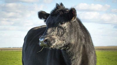 En la Angus buscarán una “Renovación”