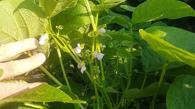 Los porotos de color pintan un buen negocio para la Argentina
