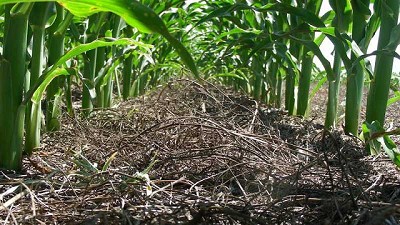 Cómo maximizar la productividad de manera sustentable