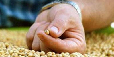 La molienda de soja del ciclo comercial 2018/19 creció un 13%