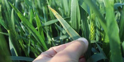 Monitoreo de plagas en el cultivo de trigo