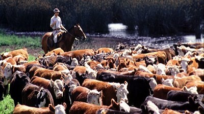 ¿Por qué recriar terneros a corral?