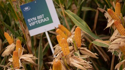 NK refuerza su campaña de maíz, con híbridos a la medida de cada región