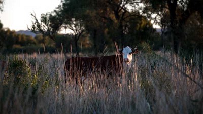 Claves para potenciar la ganadería del árido