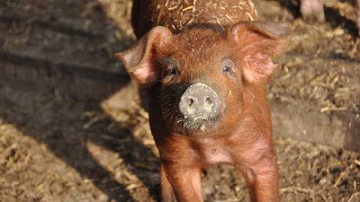 Fiebre aftosa: nueva técnica evalúa la eficacia de la vacuna en cerdos
