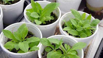 Alerta amarilla Rama negra: posible resistencia múltiple a cuatro sitios de acción