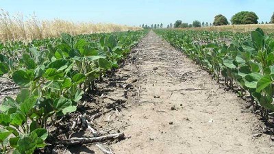 Cultivos de cobertura, herramienta para proteger los suelos