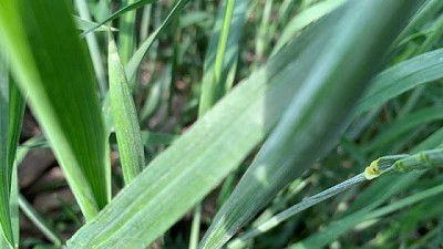 Cinco variables sanitarias que definen el éxito del trigo