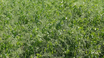 El cultivo de arvejas enfrenta un gran desafío a nivel mundial