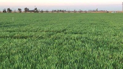 Incorporar el zinc, para lograr una buena cosecha desde la raíz