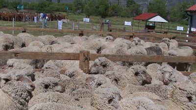 Miden la huella de carbono en la producción ovina