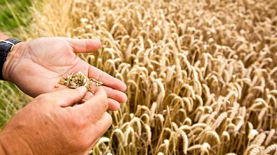 BASF lanza el herbicida Luximo® con un nuevo modo de acción