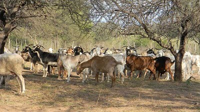 Evalúan estrategias de pastoreo con cabras y ovejas