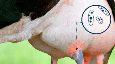 La tecnología de cultivo in-situ, una solución para reducir el uso de antibióticos en tambos