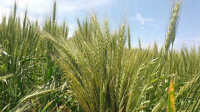 Confirman que el trigo es rentable en el modelo agroecológico