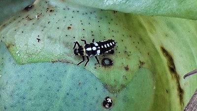 Insectos benéficos, aliados para controlar plagas en algodón