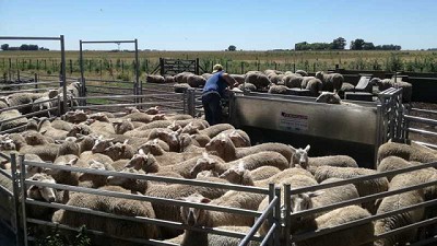 La provincia aprueba 68 proyectos ovinos por casi $40 millones