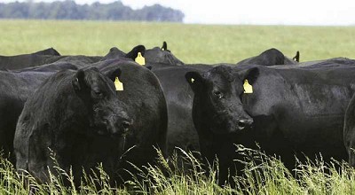 Las vacas argentinas: con barbijo… y pastoreando sustentablemente