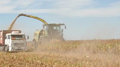 Sorgo, una pieza clave para incrementar la rentabilidad en la ganadería.
