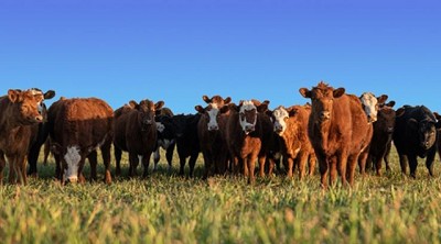La Carne Bovina tiene todas las oportunidades para crecer