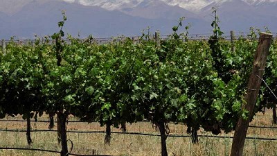 Identifican un nuevo virus que afecta a la vid en la Argentina