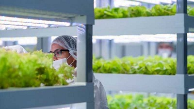 Chile se trepa a la agricultura vertical