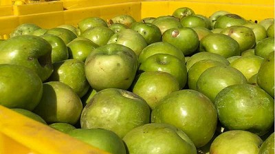 Generar biogás y biofertilizantes, a partir de residuos de frutas