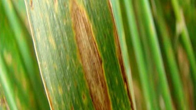 Enfermedades y malezas marcan el comienzo de la campaña triguera