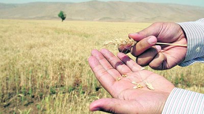 Según DIEA subió el área de cultivos de invierno en 2019/20